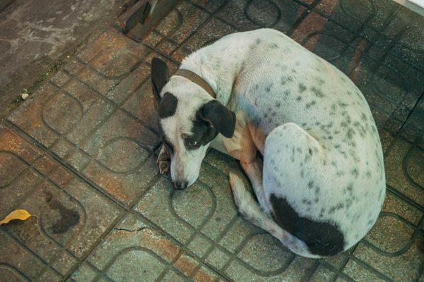 Cão de rua encolhido no chão