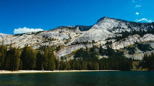 Trees and Mountain Near Body of Water