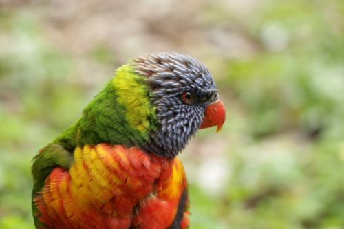 Free Close-up of a colorful parrot showcasing its vibrant feathers in a natural setting. Stock Photo