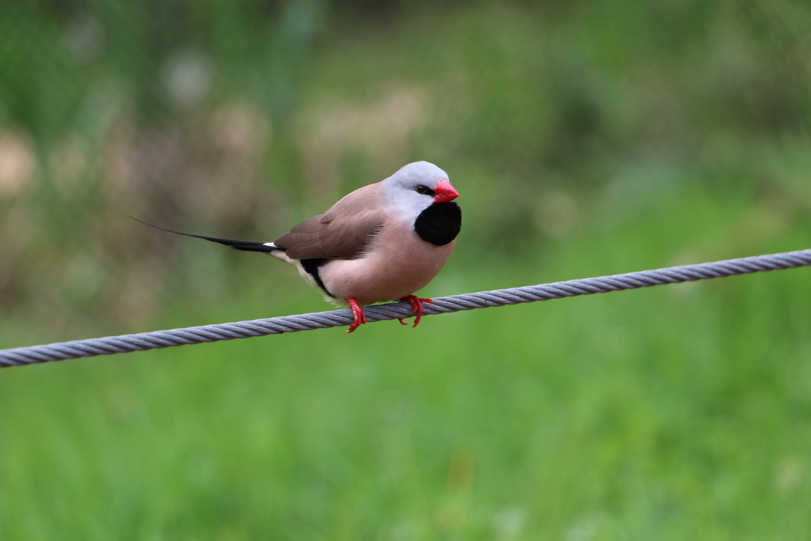 Finch Hatton