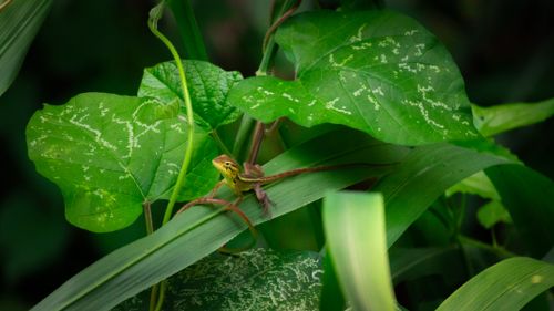 Free Close-up of a green anole lizard perched on lush leaves in a tropical setting. Stock Photo