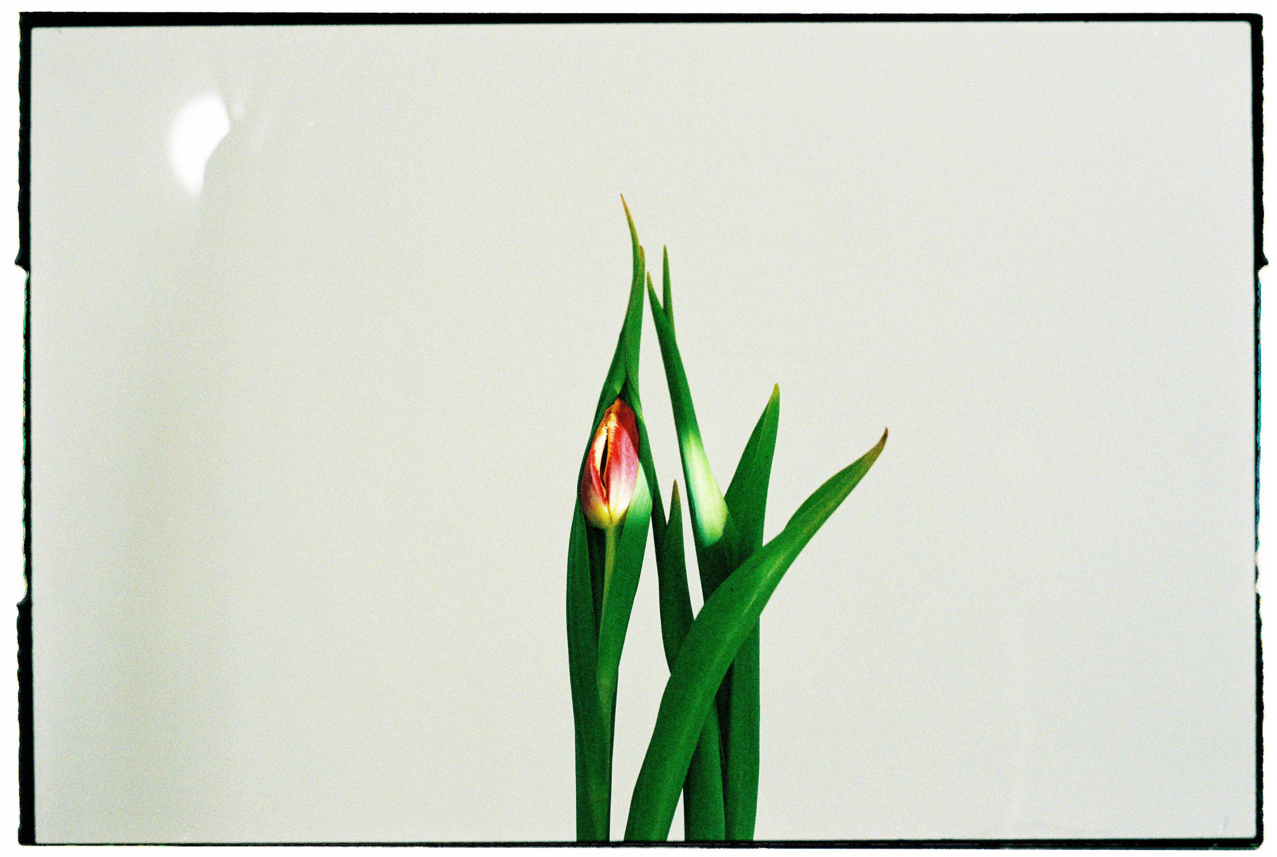 Elegant red tulip bud with green leaves on light background, showcasing minimalist beauty.