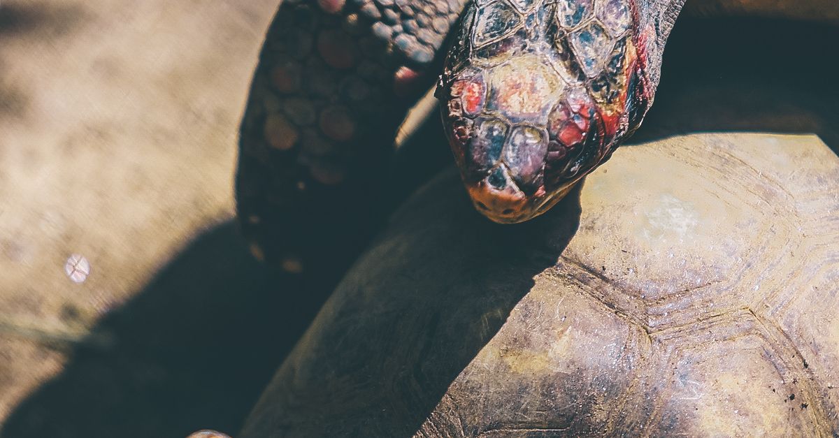 Close-up of Two Red-footed Tortoises in Sunlight · Free Stock Photo