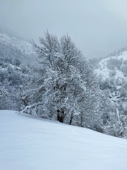 Stunning snowy landscape featuring trees blanketed in fresh snow, captured in Zhirovnica, North Macedonia.