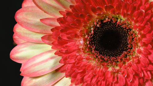 Free Close-up view of a vibrant Gerbera daisy showcasing intricate petal details. Stock Photo