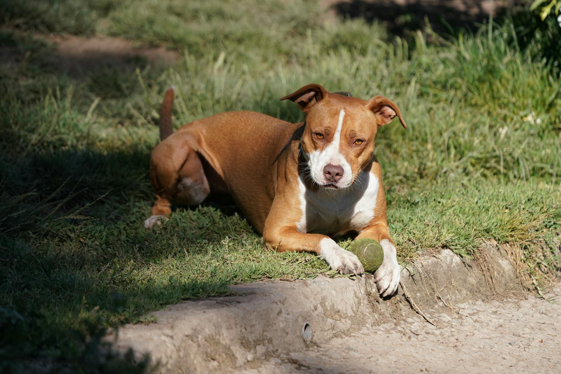 A brown and white pitbull rests on grass, holding a tennis ball in a sunny outdoor setting.