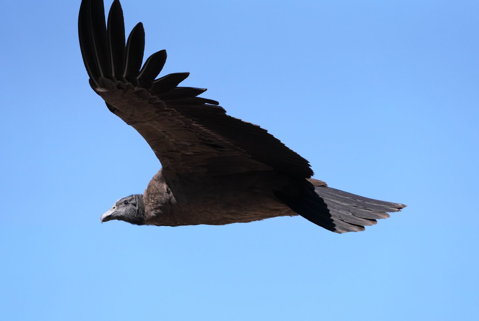 A 3.3-metre wingspan, no crowds and no entrance queue. Where to see wild Andean condors in Bolivia, what it costs, and how to get there.