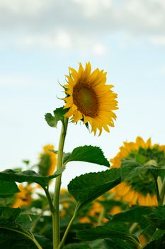 Vibrant sunflower blooming under clear skies in Carreras, Santa Fe, Argentina.