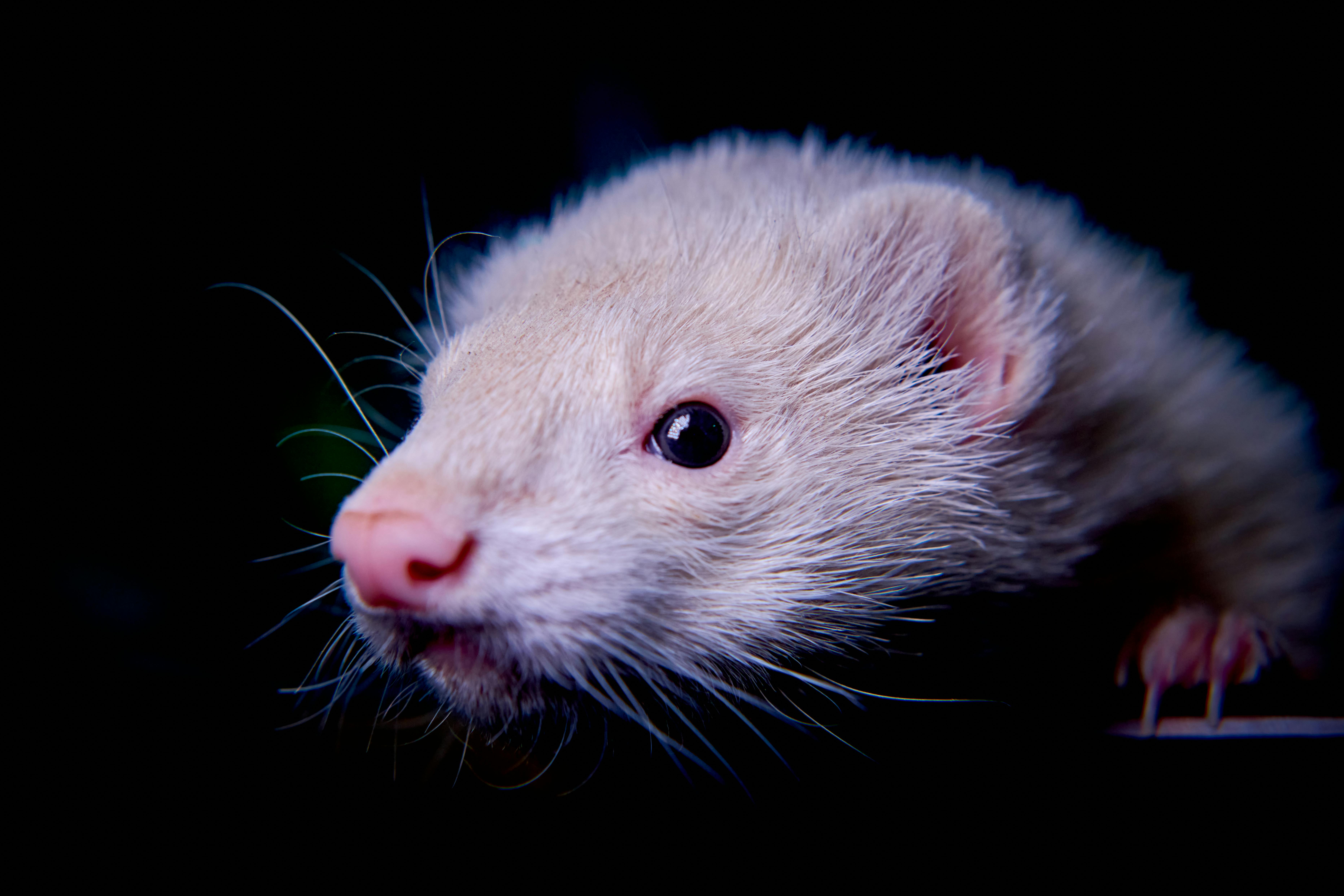 Intimate close-up of an albino ferret with bright eyes and whiskers against a dark background.