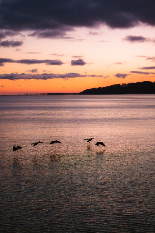 Free A serene sunset over Lake Ontario with birds flying gracefully across the calm water. Stock Photo