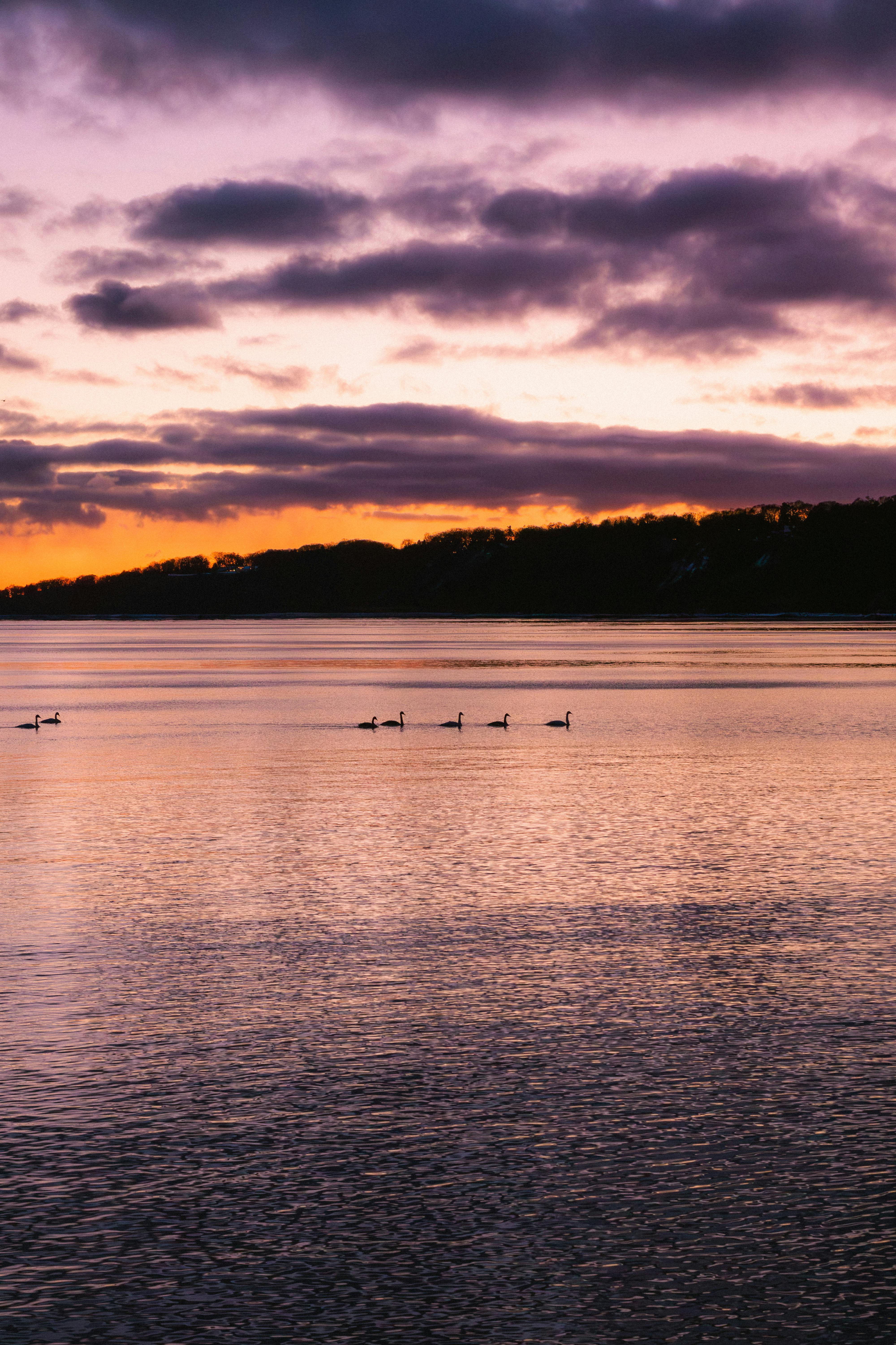 Peaceful Lake Ontario sunset with swans gliding on water, vibrant colorful sky.