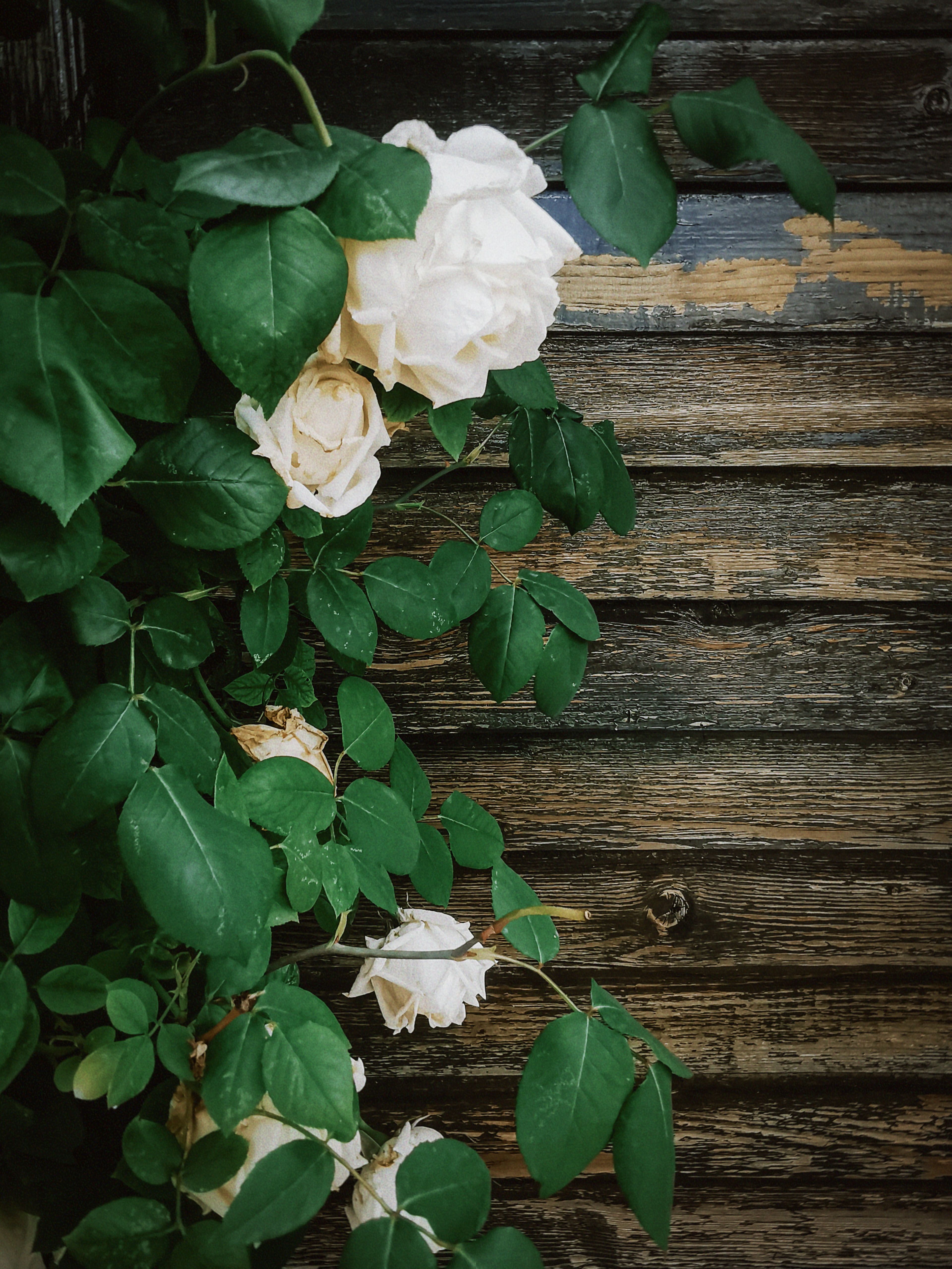Rustic White Roses Elegant White Roses Against Rustic Wooden Wall · Free Stock Photo