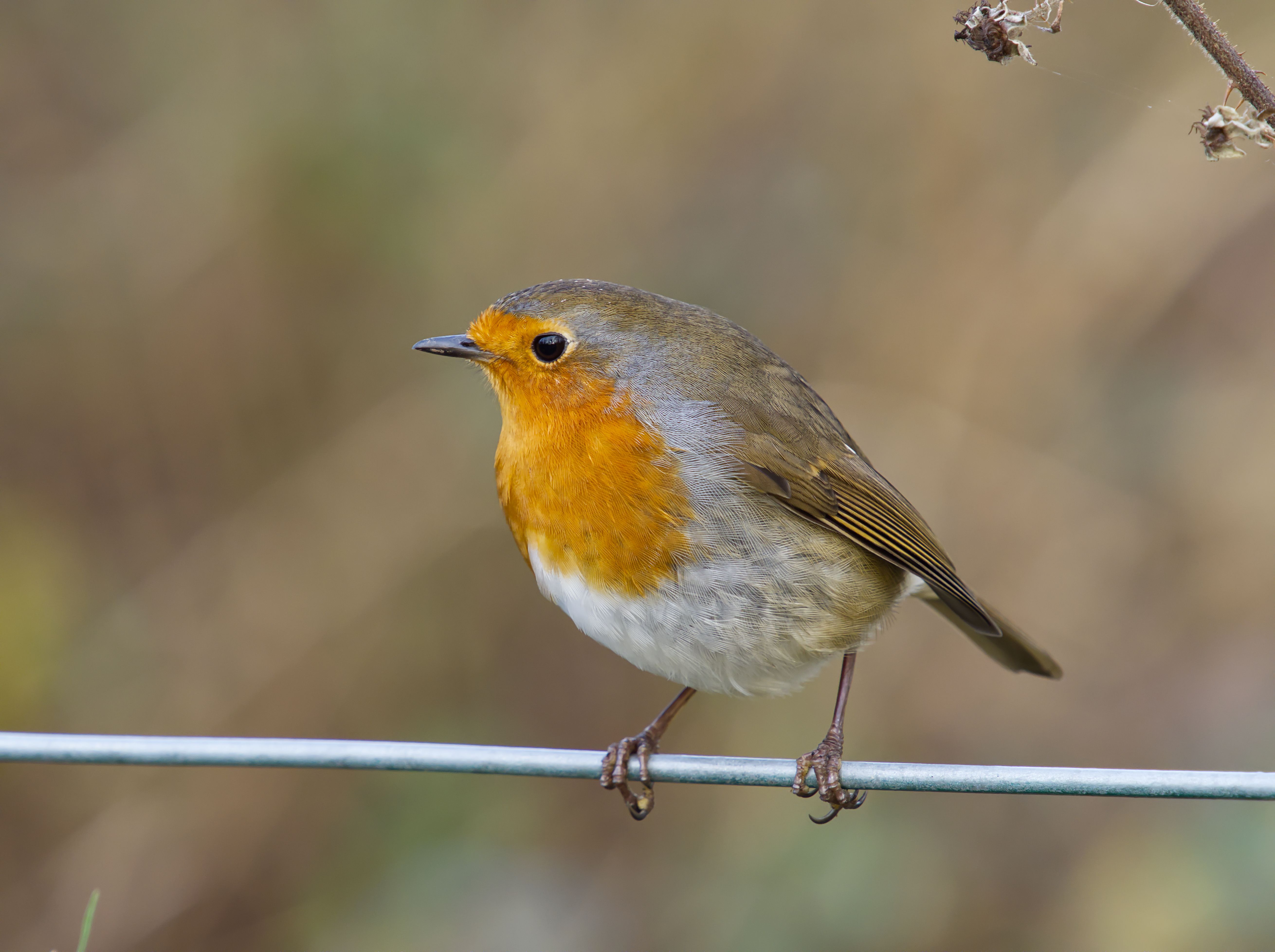 Close-Up of European Robin Perched on Wire · Free Stock Photo
