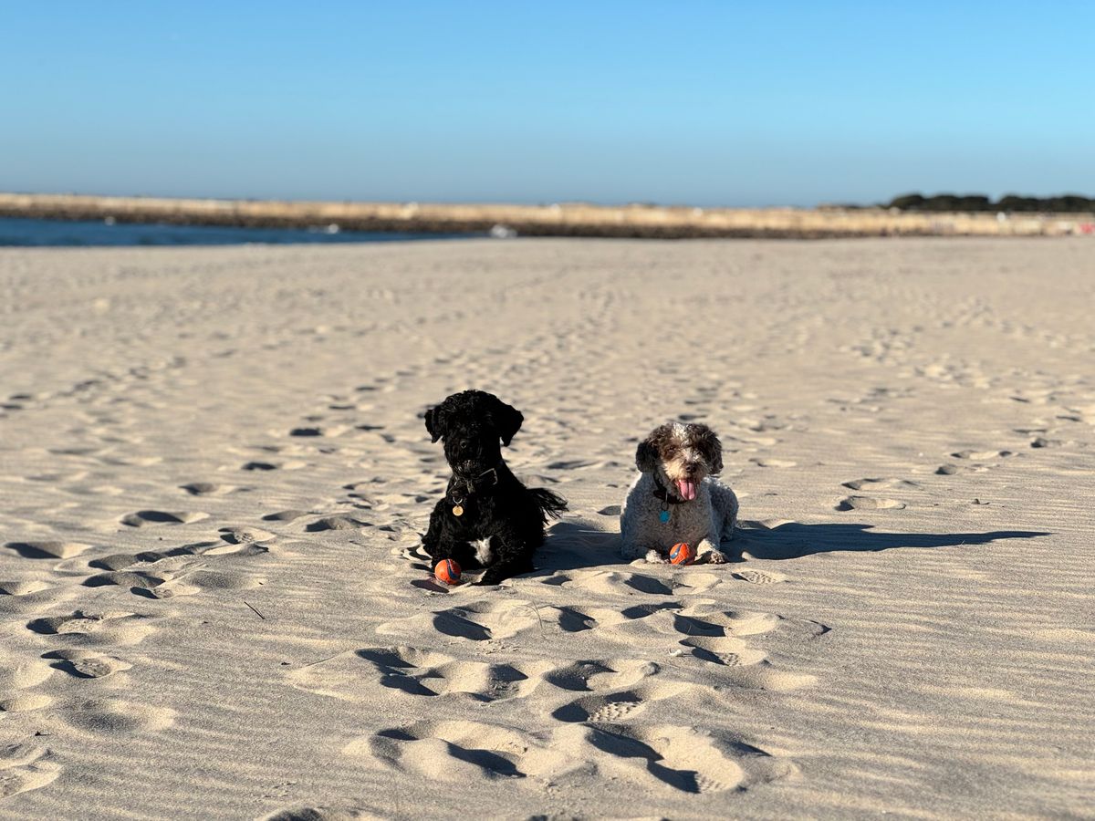 Portugisisk vattenhund – hundras