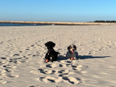 Portugisisk vattenhund – hundras