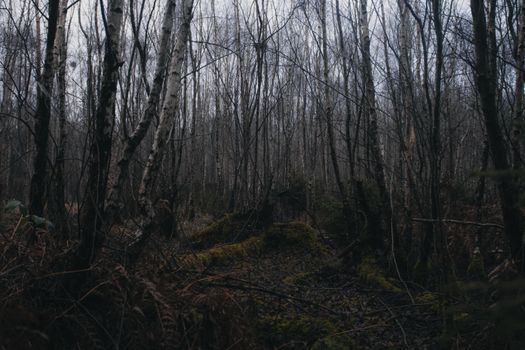 A dark and mysterious forest scene in England with leafless trees and moss-covered ground.