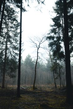 Serene misty forest scene in England, featuring tall trees and a tranquil atmosphere.