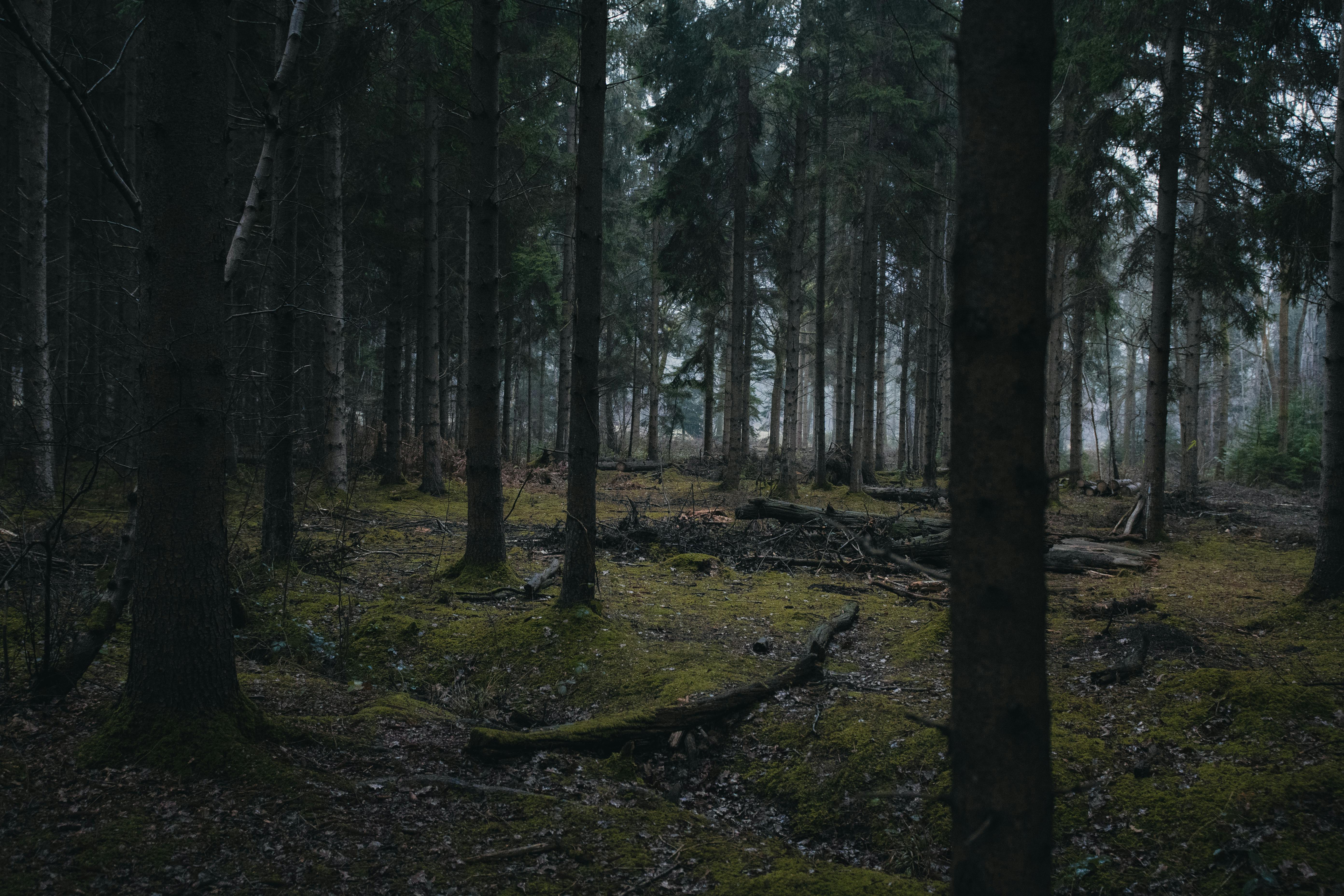 Tranquil forest view with tall trees and a mossy floor in England.