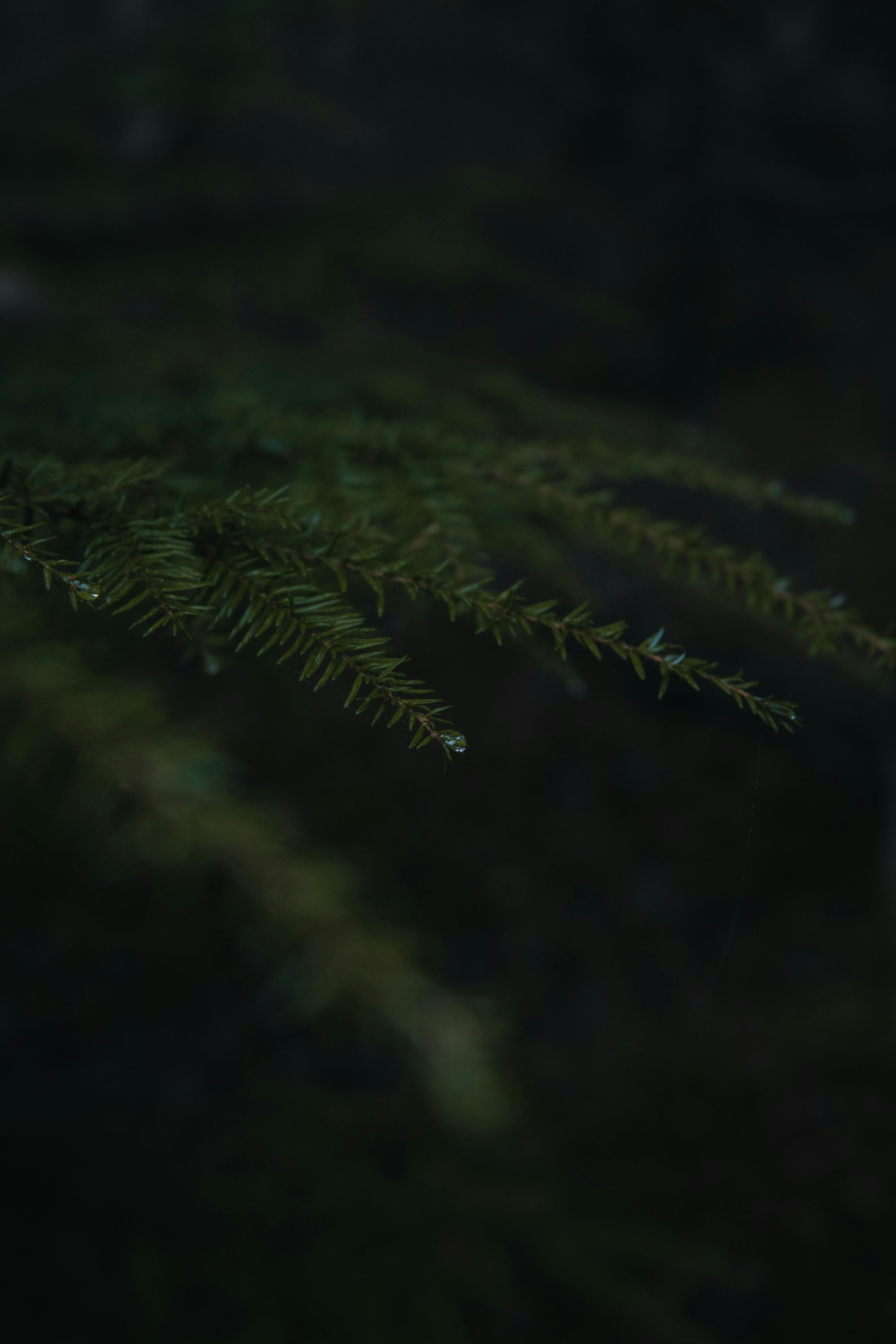 gratis Een gedetailleerde weergave van een groenblijvende tak in een schemerig bos, die de rust van de natuur vastlegt. Stockfoto