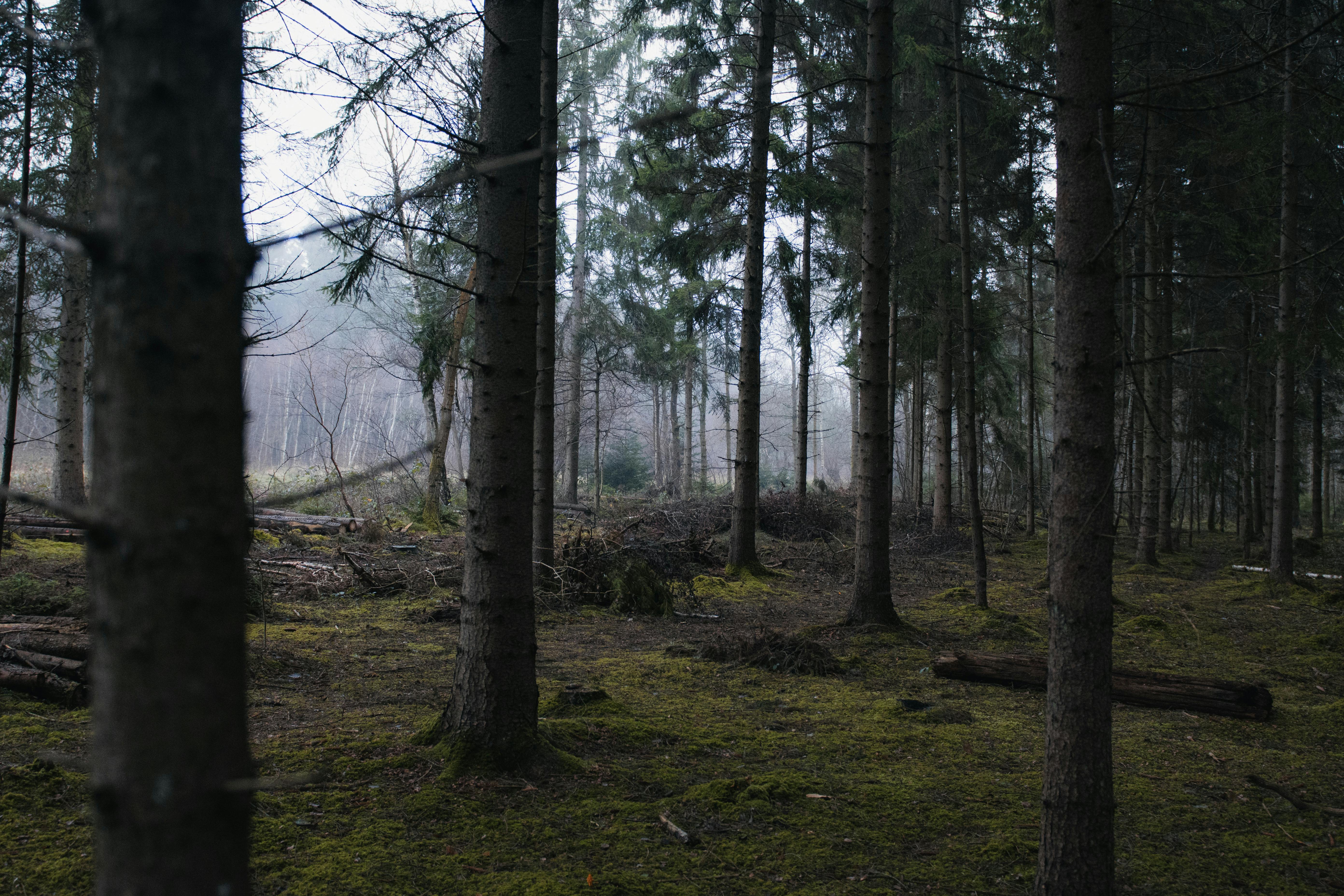 Misty winter forest in England with tall pine trees and mossy ground, capturing serenity.