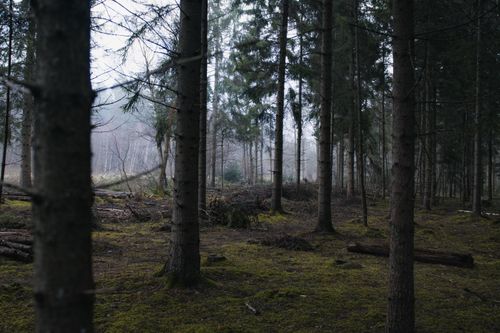 Free Misty winter forest in England with tall pine trees and mossy ground, capturing serenity. Stock Photo