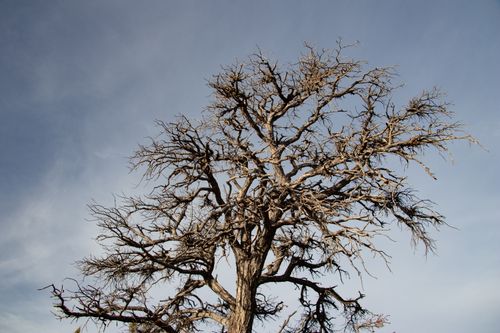 Free A compelling image of a leafless tree against a clear sky, showcasing nature's stark simplicity. Stock Photo