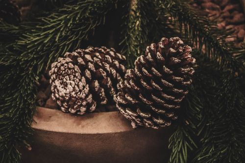Free Rustic close-up of pine cones adorned with evergreen needles, evoking a cozy winter feel. Stock Photo