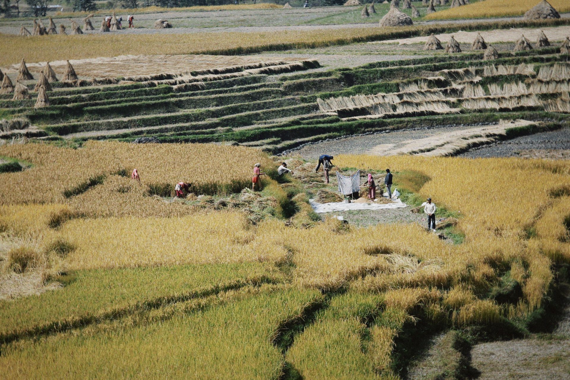 Farmers working in terraced fields harvesting crops under clear skies.