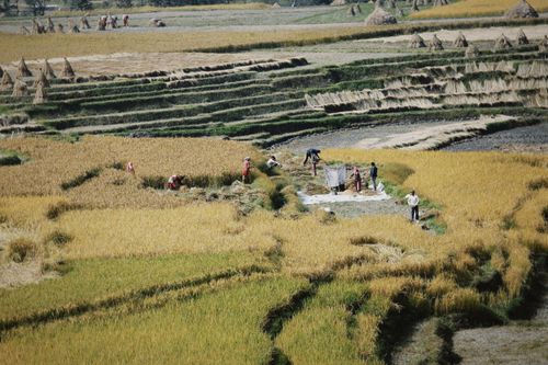 Free Farmers working in terraced fields harvesting crops under clear skies. Stock Photo