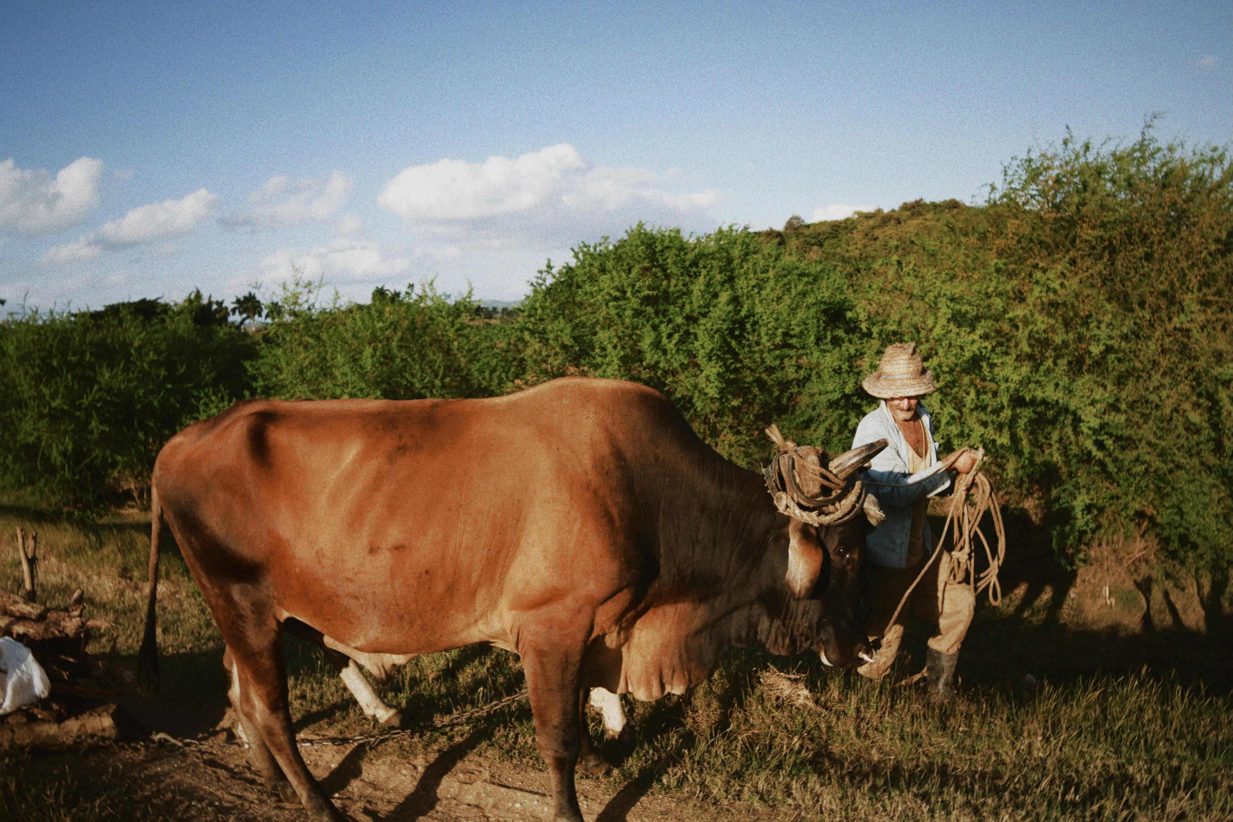 free-photo-of-farmer-leading-cow-in-rura