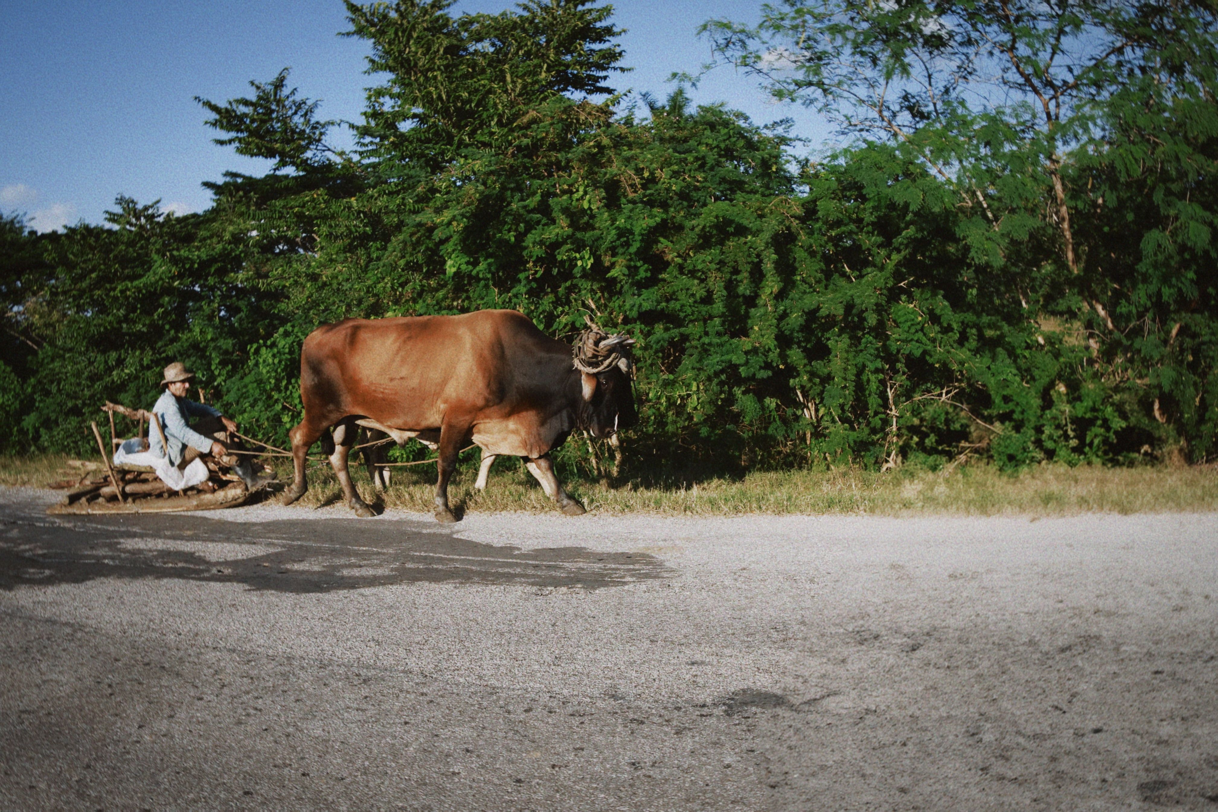 Fotomural Un agricultor con sombrero conduce una carreta de bueyes por un camino rural rodeado de vegetación.