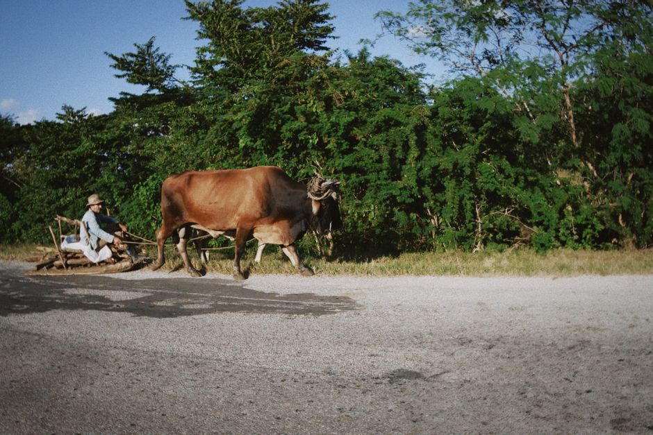 Fotomural Un agricultor con sombrero conduce una carreta de bueyes por un camino rural rodeado de vegetación.