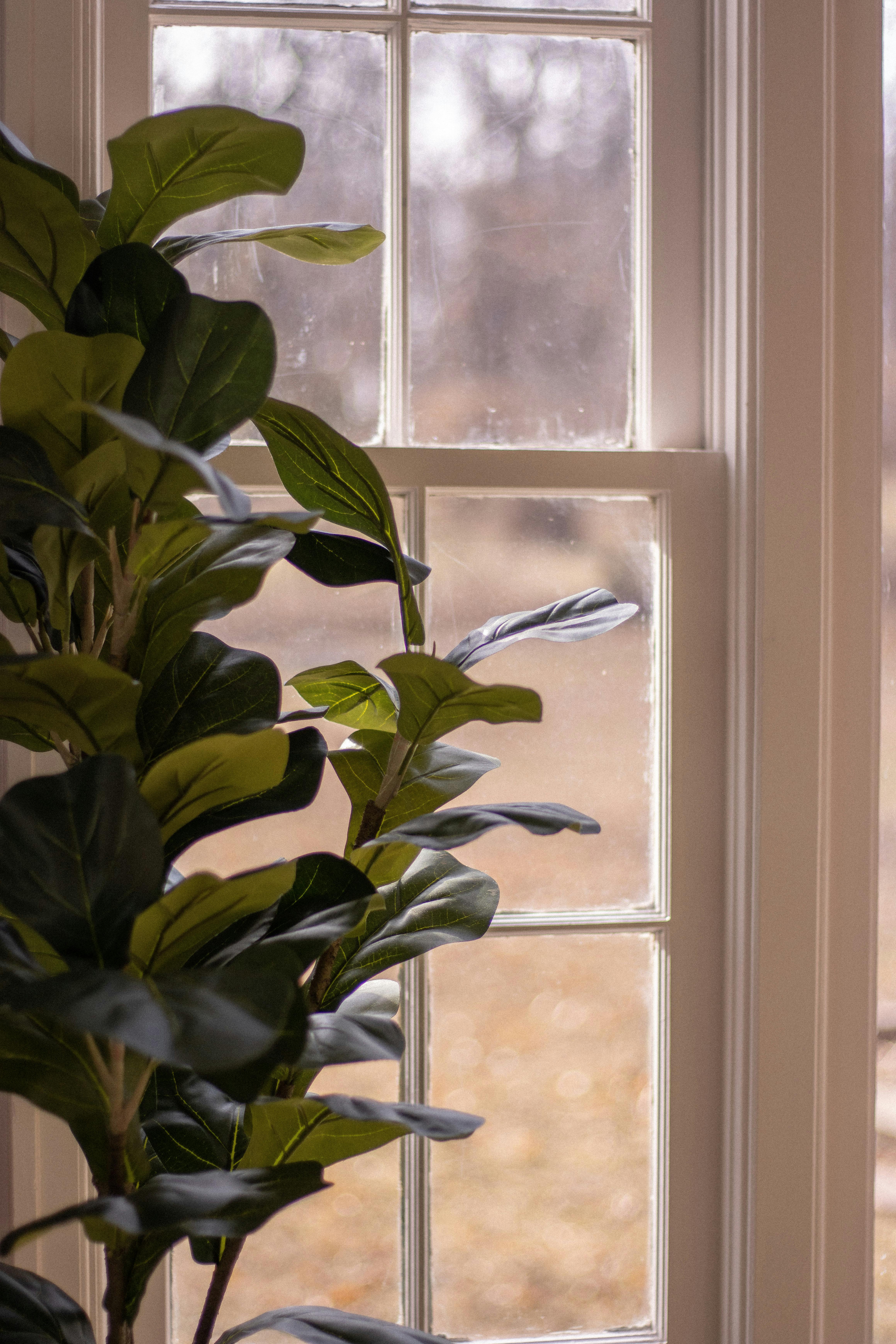 Elegant window with lush indoor plant in soft natural light.