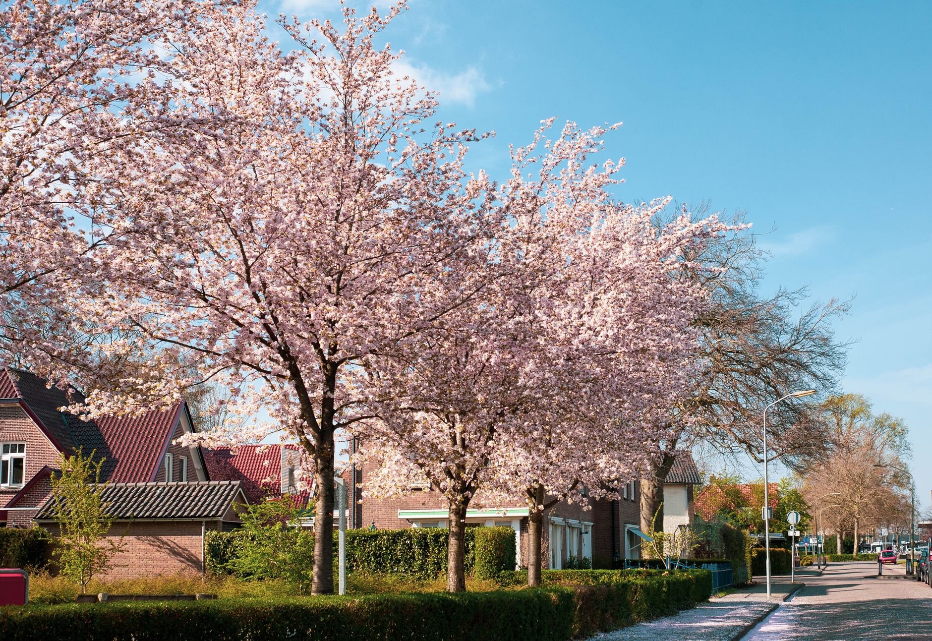 April Showers Bring May Flowers...and Motivated Buyers: How AI Staging Helps You Navigate the Spring Market's Inventory Squeeze and Close Deals Faster