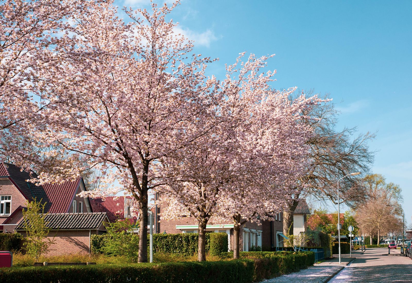 Cherry trees in full pink blossom along a quiet residential street of red-brick houses
