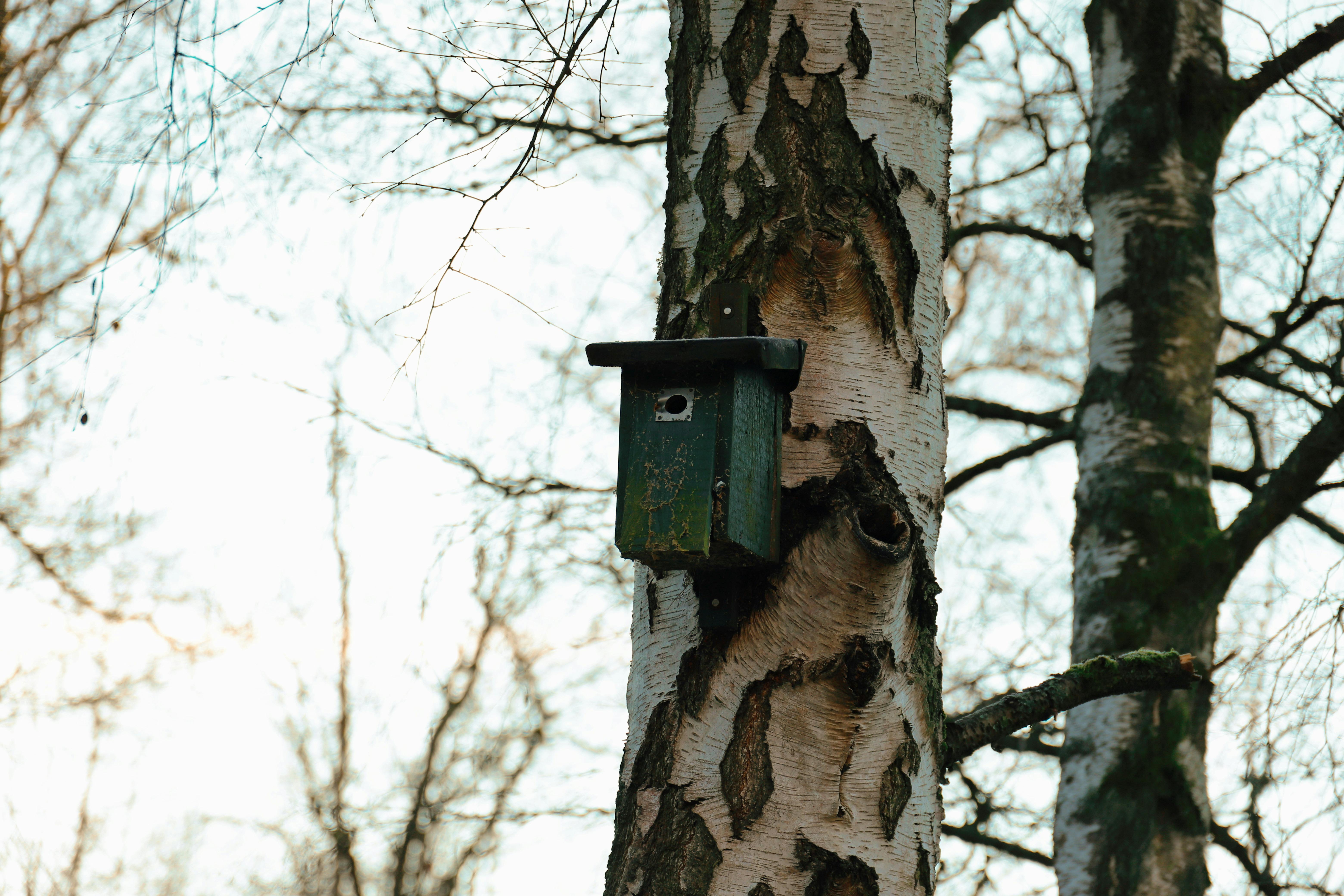 Conservation-Focused Animal Encounters: Help Protect Wildlife