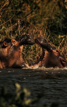 Two hippos can be seen playfully interacting in a lake surrounded by lush vegetation.