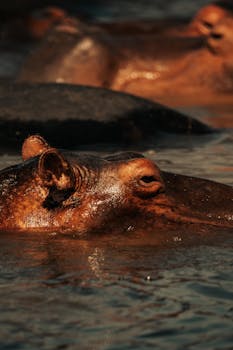 A detailed shot of a hippopotamus partially submerged in water at sunset, capturing its natural habitat.