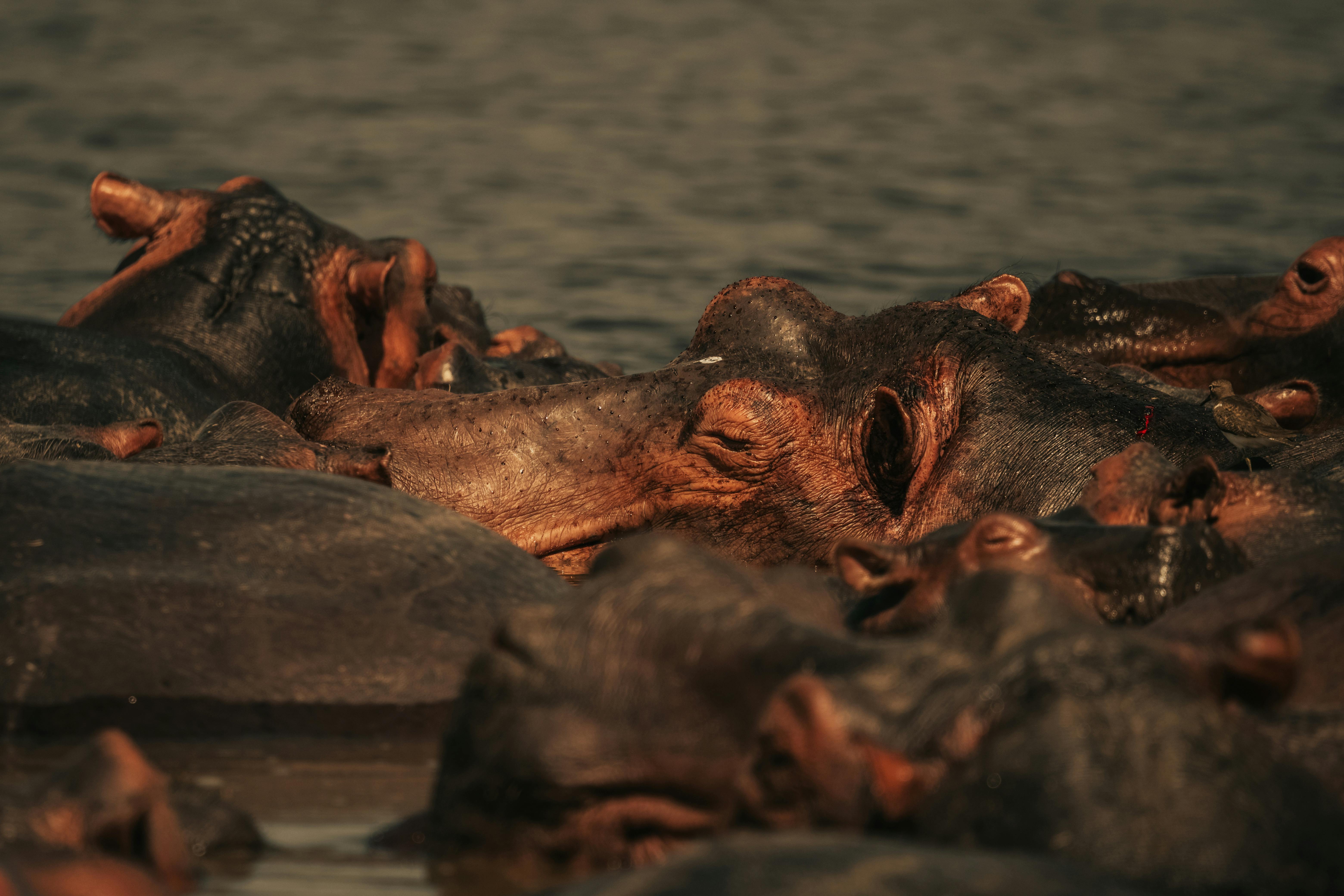 Group of hippos basking in water during the day in a natural habitat.