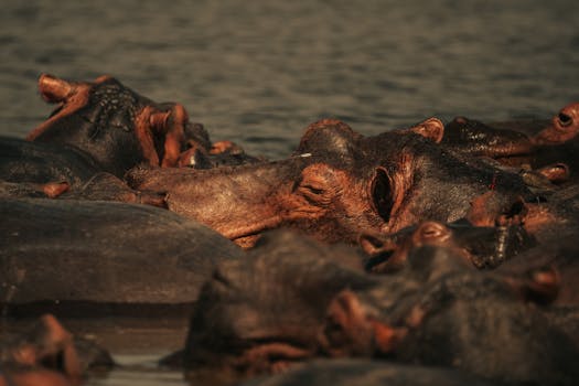 Group of hippos basking in water during the day in a natural habitat.