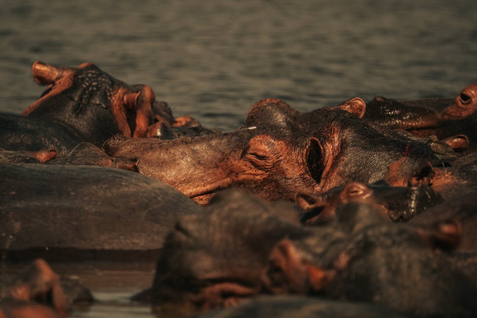Group of hippos basking in water during the day in a natural habitat.
