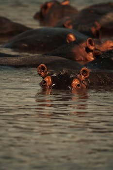 Hippopotamuses immersed in water, showcasing their ears and eyes above the surface.