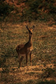 A solitary deer standing gracefully in a natural setting under warm, soft lighting.