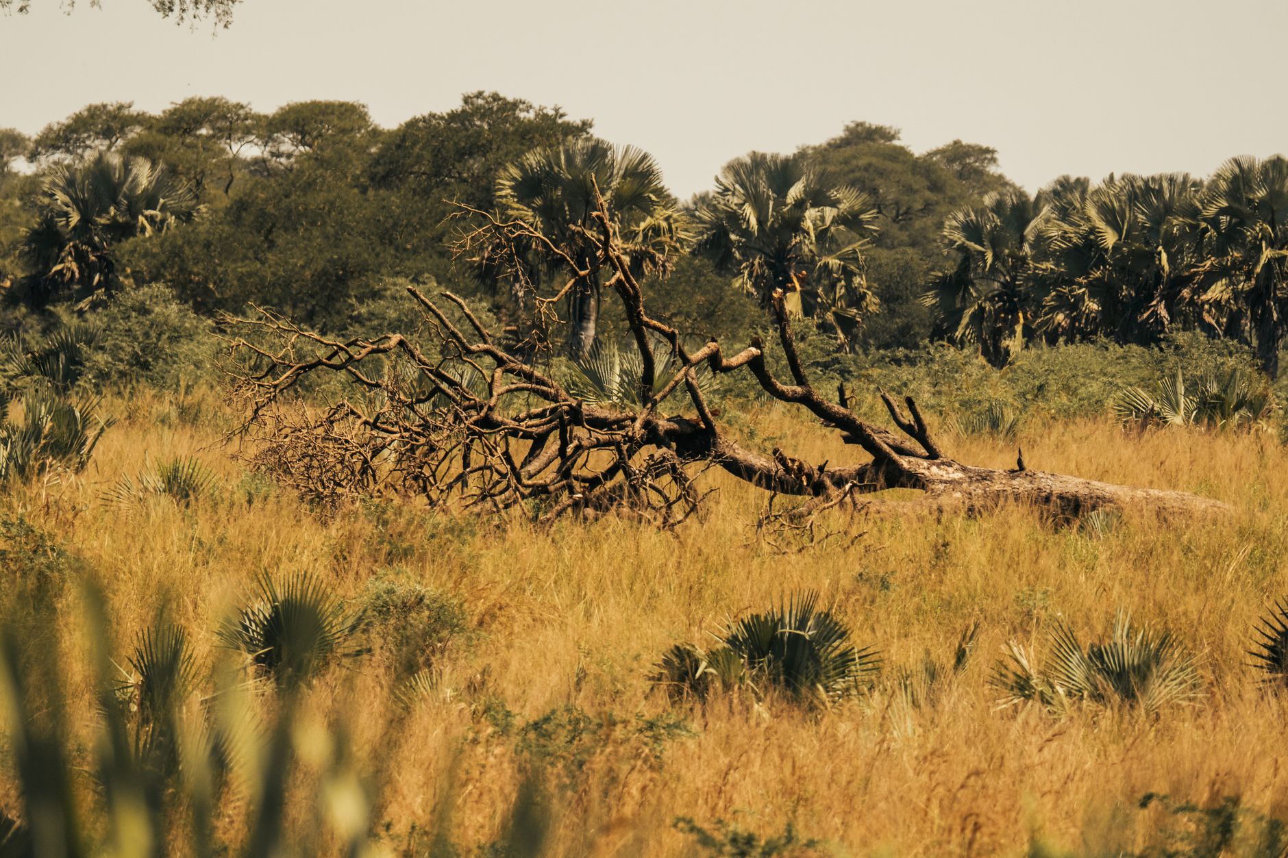A serene view of a fallen tree amidst golden savanna grass, capturing the wild beauty of African landscapes.