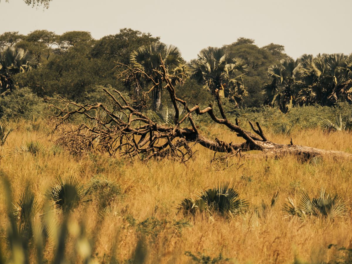 4 Day Private Immersion for Deep Rest and Renewal in Tanzania 3