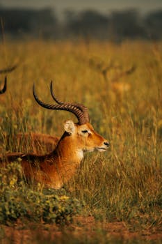 Elegant antelope with curved horns resting in lush grassland under warm light.