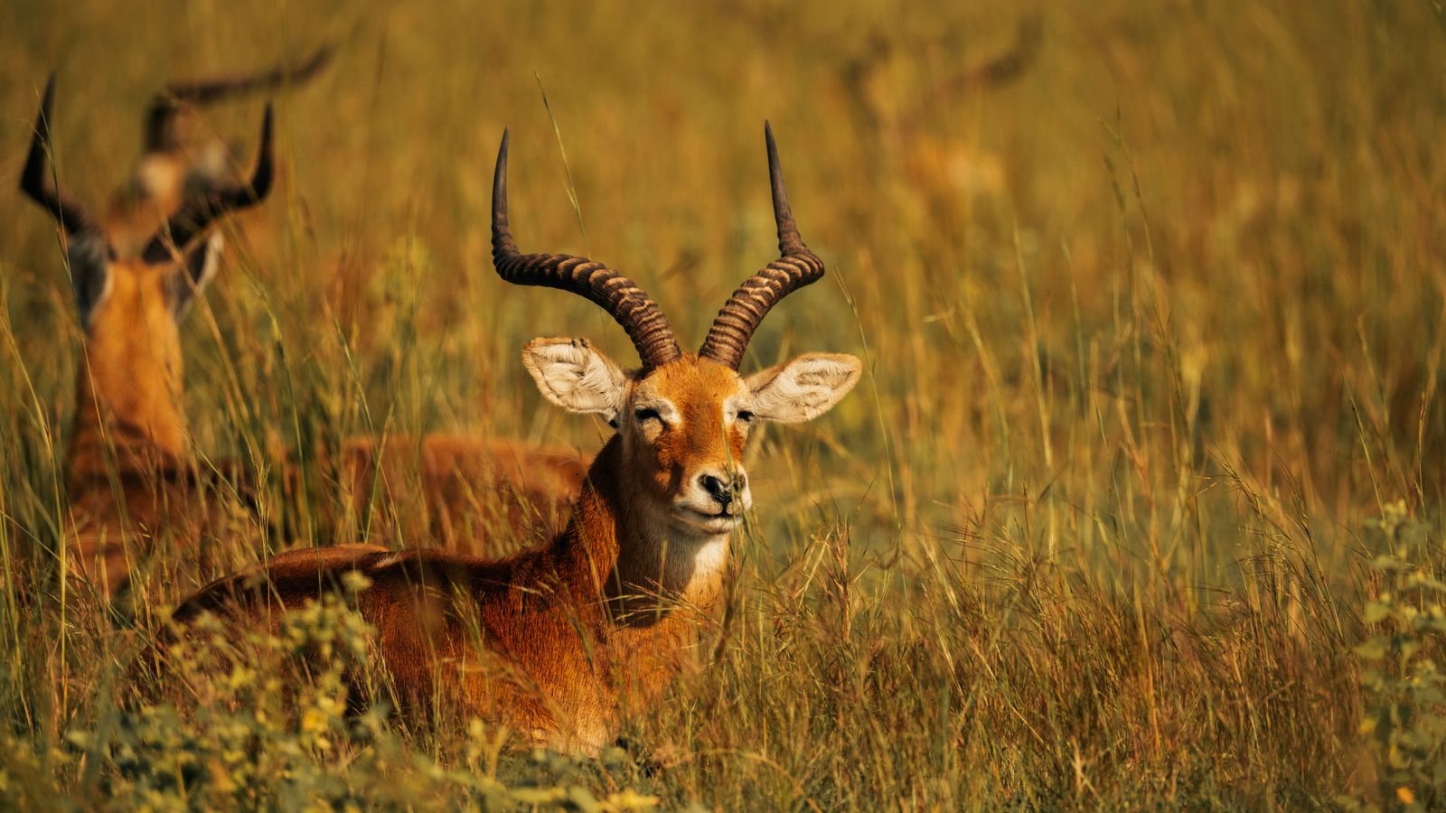 Majestic antelope resting in african grasslands, Gabon