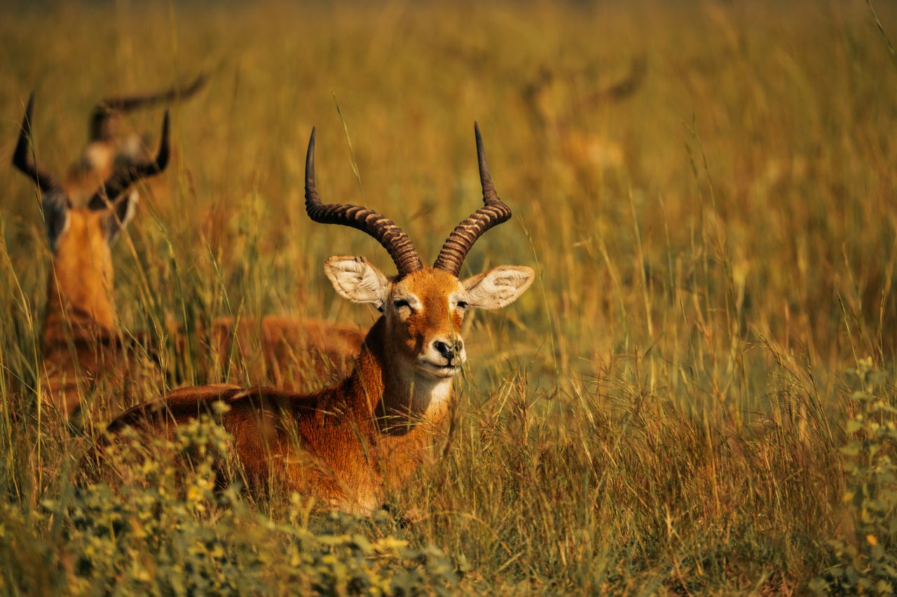 close up of a majestic antelope resting in the grasslands of africa sh