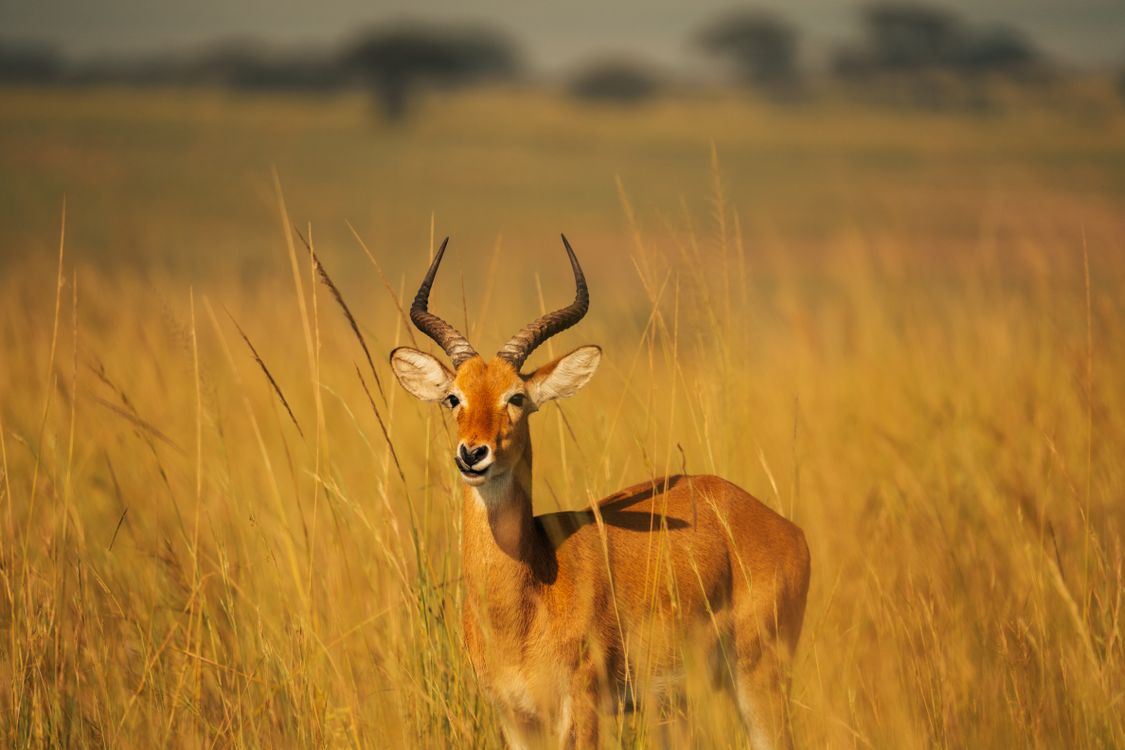 Majestic Antelope In African Savanna Landscape Free Stock Photo majestic-antelope-in-african-savanna-landscape-free-stock-photo