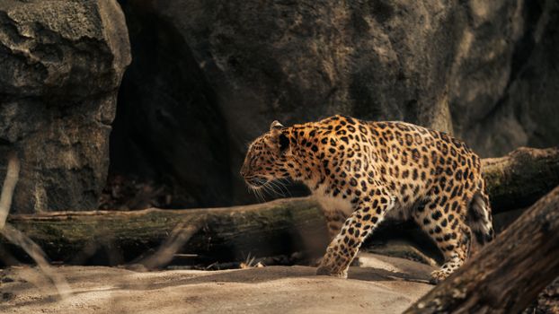 A majestic Amur leopard walking in its natural rocky forest habitat.